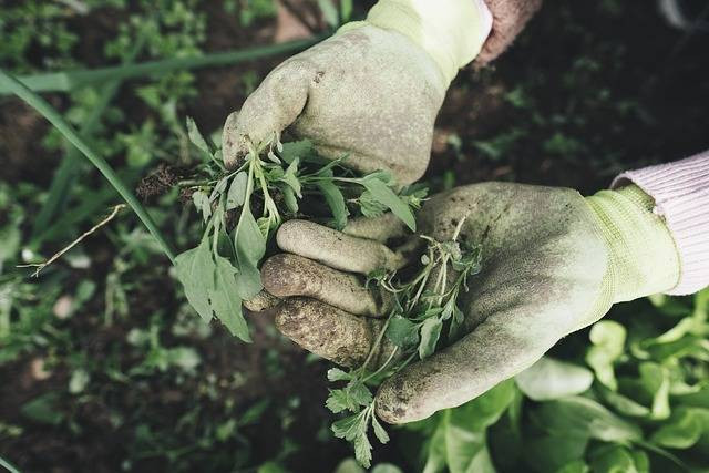 Ilustrasi cara mengatasi hama dan penyakit pada tanaman. Foto: Pixabay