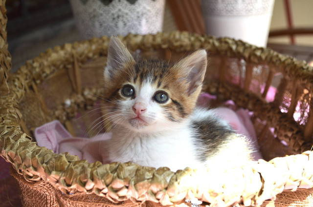Ilustrasi Penyebab Anak Kucing Mati. Sumber: Unsplash