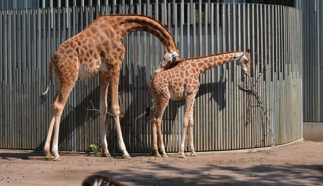 Cara jerapah tidur sambil berdiri.  Foto: umat34/Shutterstock