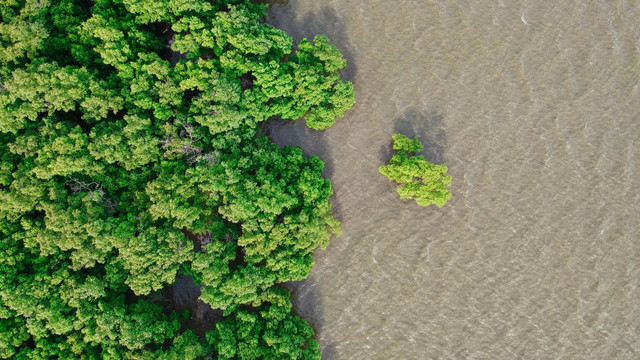 Ilustrasi arti reboisasi. Foto: Unspalsh