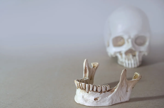 Tulang rahang menyerupai Homo erectus dan Homo sapiens. Foto: Shutterstock