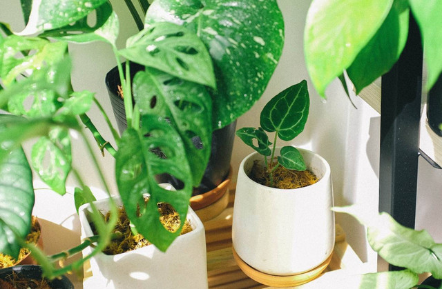 Ilustrasi cara membedakan benda mati dan benda hidup. Sumber: Pexels