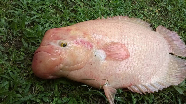 Ilustrasi ikan nila. Sumber foto: Pixabay