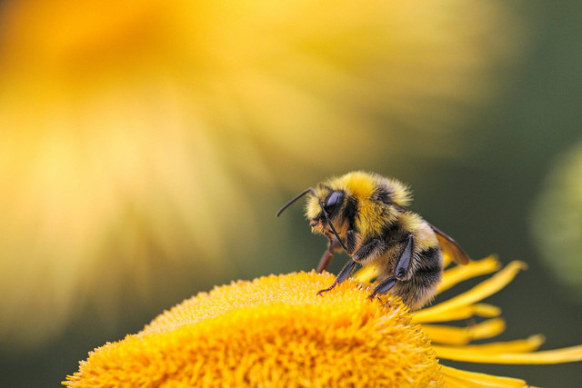 Ilustrasi Jenis Lebah. Sumber: Unsplash/Dmitry Grigoriev