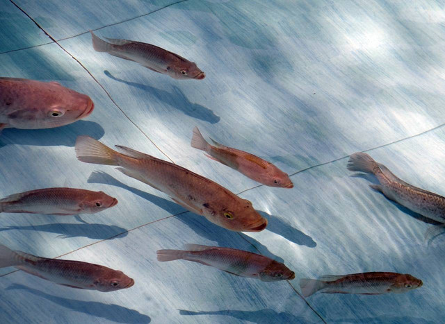 Ilustrasi umpan mancing ikan nila. Sumber: sarangib/pixabay.com