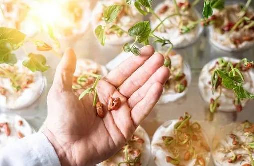 Ilustrasi Gerak Tumbuh Tanaman yang Mendekati Sumber Cahaya        Sumber Unsplash/Fly View Production