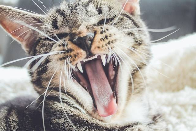Ilustrasi Ciri-Ciri Kucing Rabies Awal. Foto: dok. Unsplash/Erik-Jan Leusink