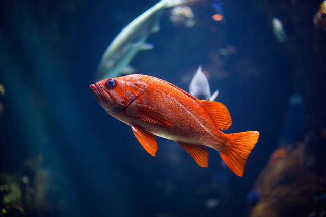 Ilustrasi Manfaat Kayu Secang untuk Ikan Channa. Sumber: Unsplash