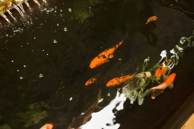 Ilustrasi Cara Membuat Kolam Terpal untuk Budidaya Ikan. Sumber: Unsplash