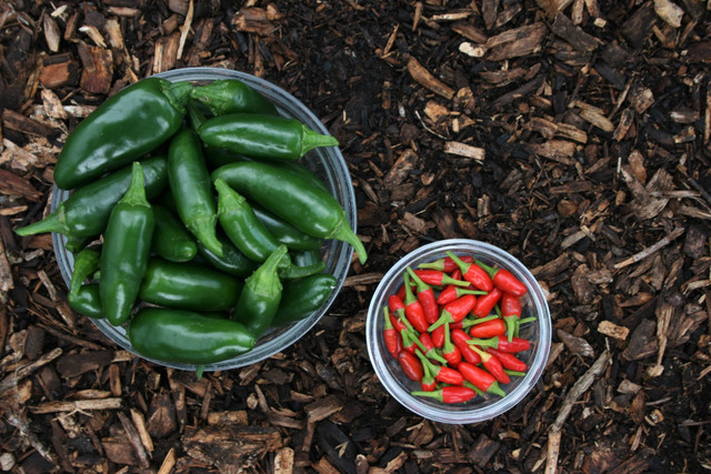 Ilustrasi Cara Bikin Sambal Ijo Padang yang Enak, Foto: Unsplash/Phillip Larking