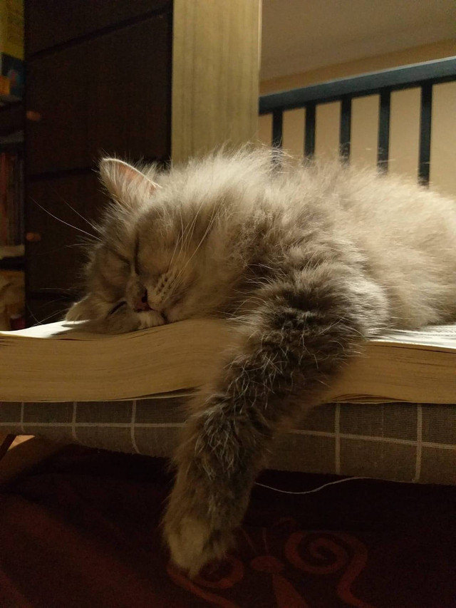 Sumber : Dokumen Pribadi