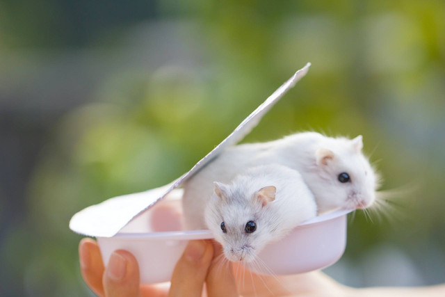 Ilustrasi hamster yang baru melahirkan. Sumber foto: Unsplash