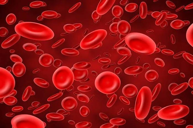 Ilustrasi sel darah merah. Sumber: halodoc.com