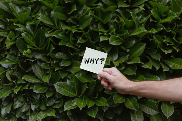 sebutkan penyebab terjadinya kelangkaan hewan. Sumber: Pexels/Image Hunter