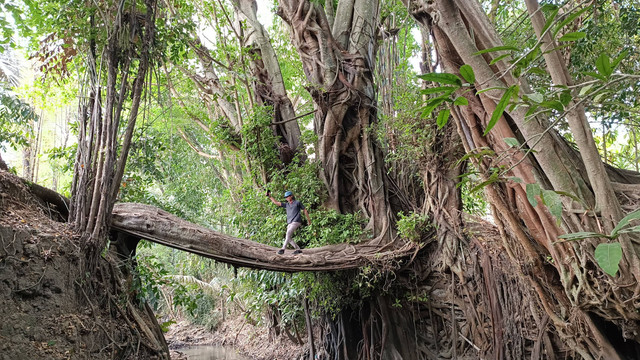 Jembatan akar yang berada di Kurahan 4, Margodadi, Kecamatan Seyegan, Kabupaten Sleman, saat ini tengah jadi favorit wisata, Jumat (11/8). Jembatan akar ini telah ada sejak zaman Jepang dahulu.  Foto: Arfiansyah Panji/kumparan