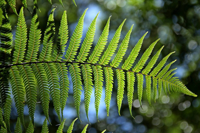 Ilustrasi Perbedaan Permukaan Atas Daun Paku. Sumber: Pexels/Pixabay