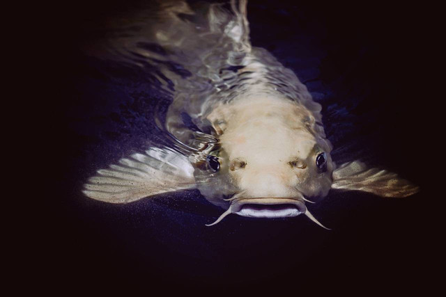 Ilustrasi umpan ikan jambal. Sumber: Pexels/pixabay.com