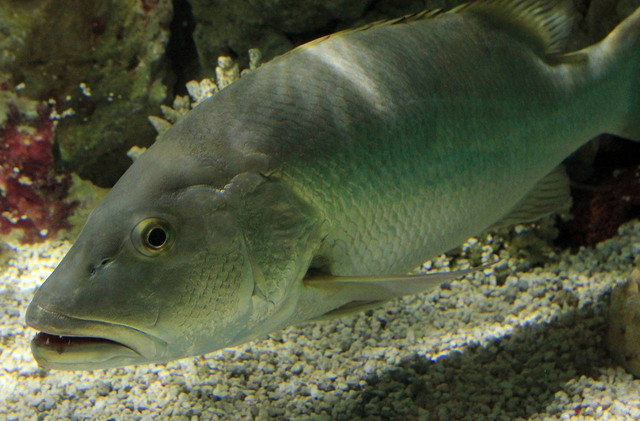 Ilustrasi umpan ikan kakap. Sumber: Goodfreephotos_com/pixabay.com