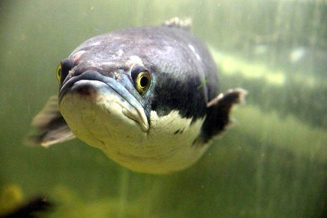 Ilustrasi ciri-ciri ikan channa sakit. Foto: Pixabay