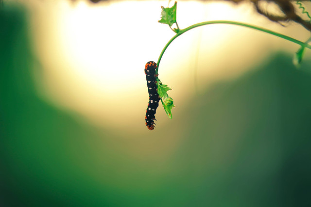 Ilustrasi manfaat ulat sutra, sumber: unsplash/Abhishek