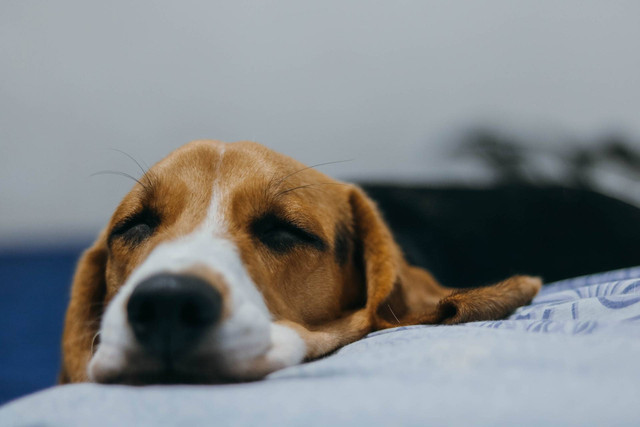 Ilustrasi penyebab anjing muntah darah. Sumber foto: Unsplash