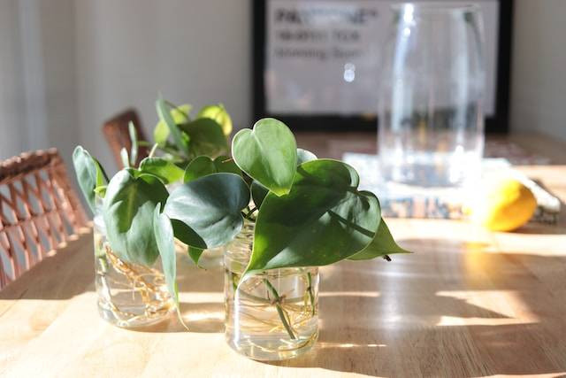 Ilustrasi Cara Membuat Tanaman Hidroponik dari Botol Bekas. Foto: dok. Unsplash/Jacob Spaccavento