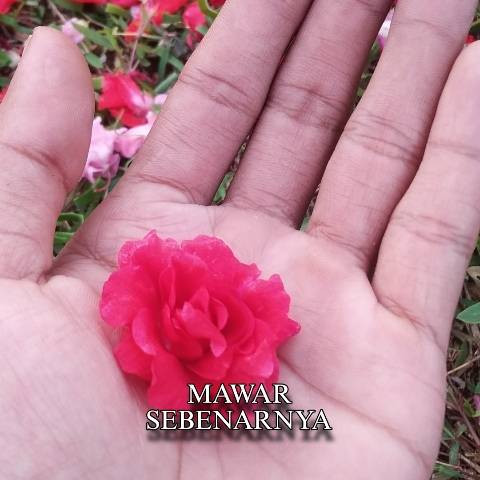 Gambar milik pribadi