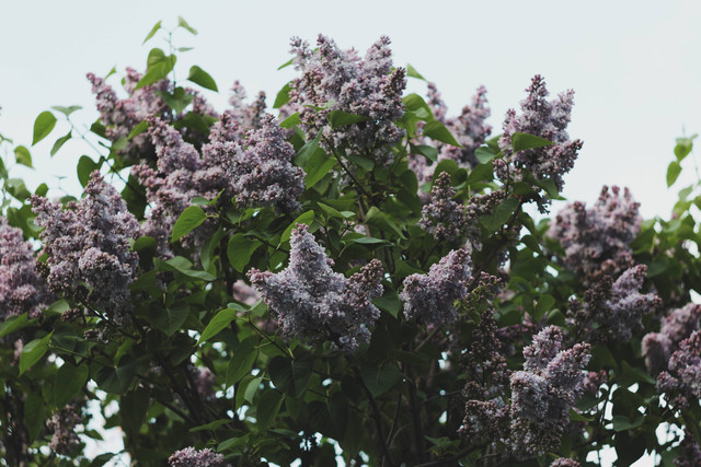   Contoh Warna Lilac, foto: Unsplash/Julia Butsykina