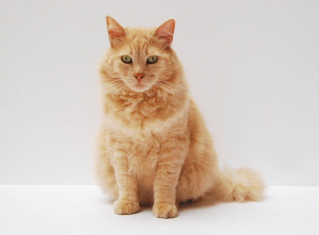 Ilustrasi umur kucing rata-rata. Sumber: Diana Huggins/pexels.com 