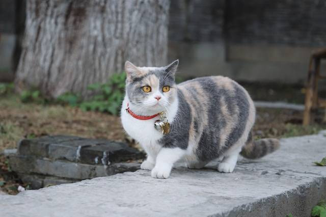 Ilustrasi Fungsi Collar Kucing. Foto: dok. Unsplash/Raychan