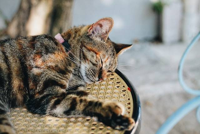 Ilustrasi Cara Membersihkan Telinga Kucing yang Bau. Foto: dok. Unsplash/ Erik-Jan Leusink