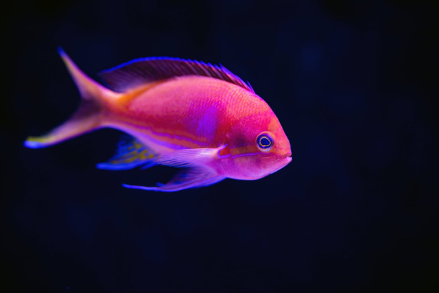 Ilustrasi Cara Memilih Ikan Channa. Sumber: Unsplash