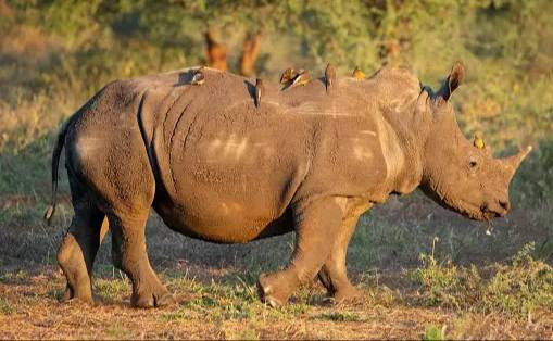 Ilustrasi Simbiosis, Predasi, dan Kompetisi Memiliki Persamaan dalam Hal          Sumber Unsplash/Elizabeth DeBruin