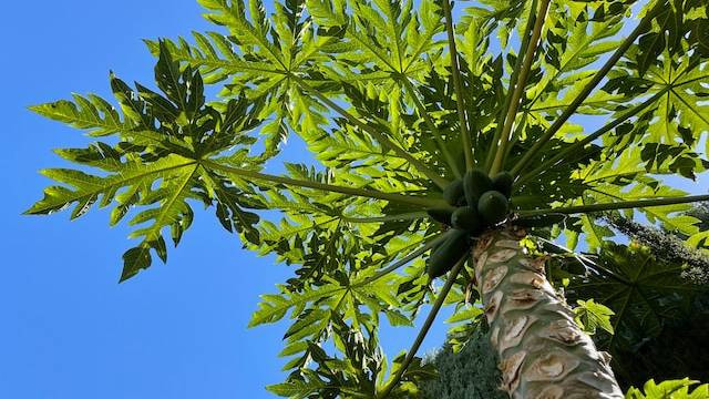 Ilustrasi Cara Masak Daun Pepaya supaya Tidak Pahit, Foto: C. Nelson Liu / Unsplash