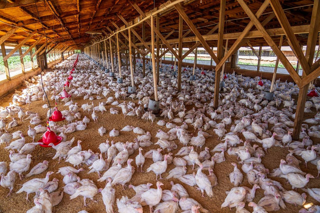 Ilustrasi cara budidaya ayam kampung. Sumber foto: pexels/Mark Stebnicki.