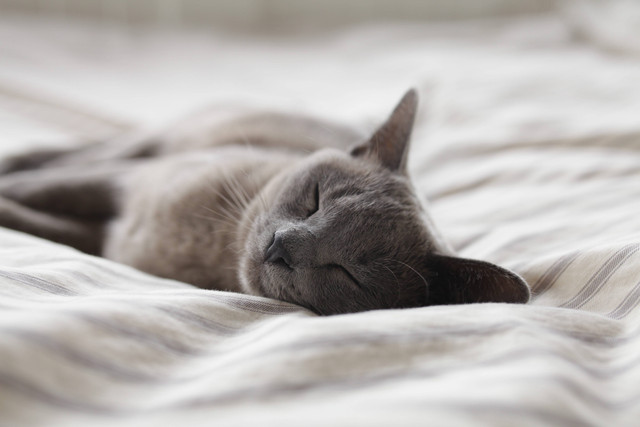 Ilustrasi Cara Agar Kucing Tidak Hamil. Sumber: Unsplash
