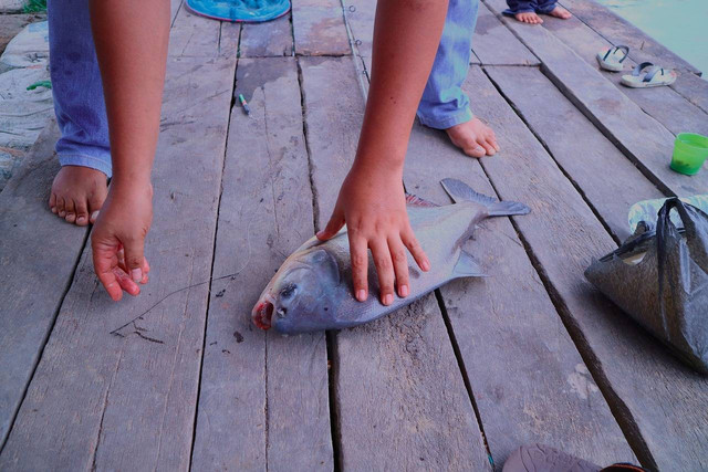 Ilustrasi ciri-ciri ikan bawal (Pixabay)
