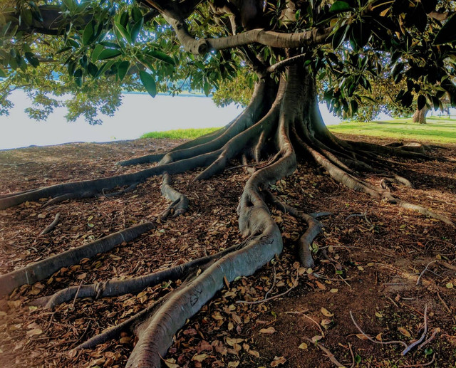 Ilustrasi contoh akar tunggang. Foto: Pexels