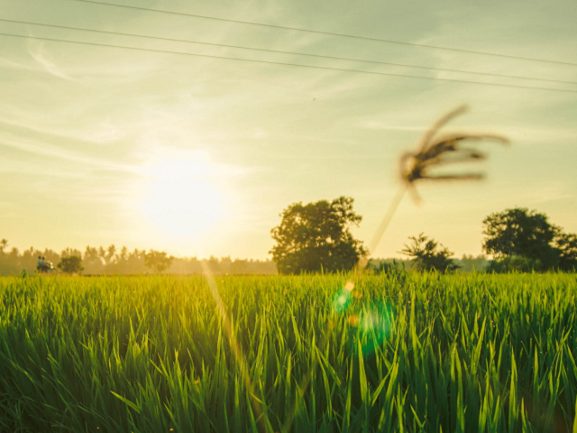 Ilustrasi contoah simbiosos amensalisme. Sumber: unsplash.com/FauzanSaari.