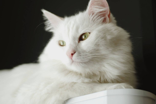 Ilustrasi cara merawat kucing anggora. Sumber: Oleg Melevych/pexels.com