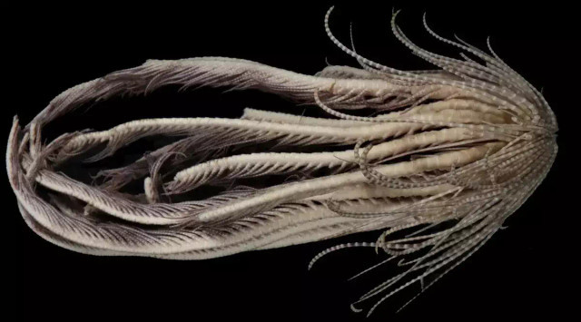 Lengan bintang bulu stroberi Antartika dapat memiliki 20 lengan yang bisa tumbuh hingga 20 cm. Foto: McLaughlin, Wilson dan Rouse/Invertebrate Systematics