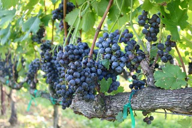 Ilustrasi cara memangkas pohon anggur. Sumber: Kate Weirick/pexels.com