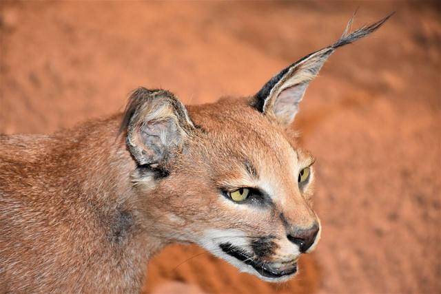 Ilustrasi kucing caracal. Foto: pixabay
