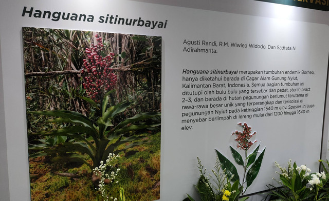 Menteri LHK Siti Nurbaya Bakar menjadi nama tumbuhan asal Kalimantan Barat.  Foto: Jonathan Devin/kumparan