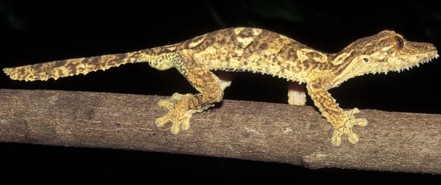 Penampakan tokek Uroplatus garamaso. Foto: Dr. Mark Scherz/Natural History Museum of Denmark