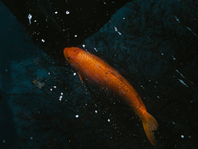 Ilustrasi cara membuat umpan ikan mas. Sumber: Lisa Fotios/pexels.com