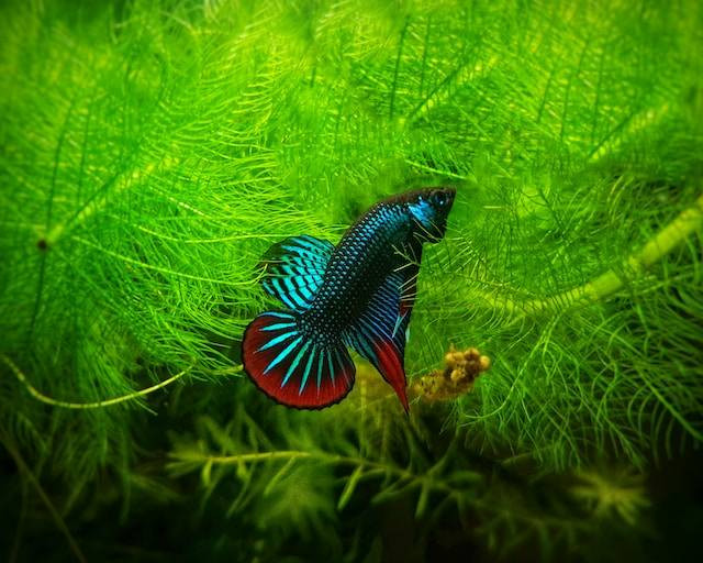 Ilustrasi Pakan Ikan Cupang Selain Pelet. Foto: dok. Unsplash/Navin Rai