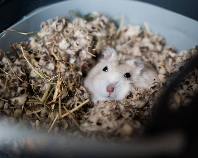 Ilustrasi Cara agar Hamster Tidak Stres. Foto: dok. Unsplash/Björn Antonissen