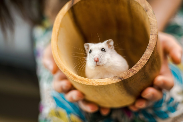 Ilustrasi Cara Budidaya Hamster. Sumber: Unsplash
