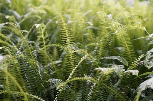 Ilustrasi gambar ciri-ciri tumbuhan higrofit. Sumber foto: pixabay/ 33d7ff